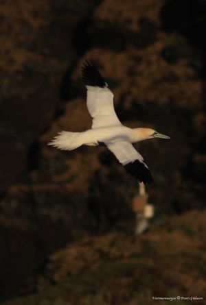 2009 01 25 fuglar sula klettsvik 350 crop.JPG