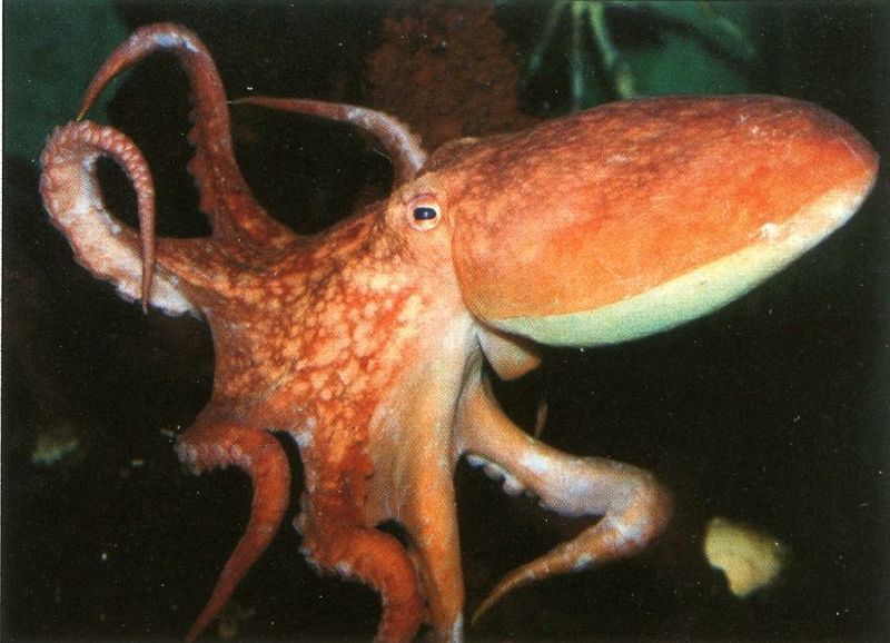 Mynd:Vidalin kolkrabbi Sdbl. 2010.jpg