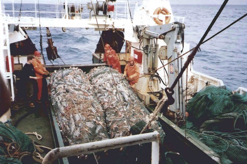 Mynd:Góður afli Sdbl. 1995.jpg