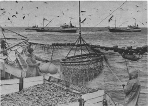 Á loðnuveiðum undir sandi.png