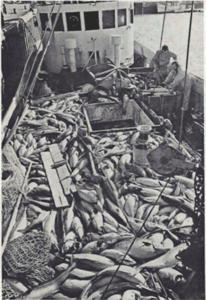 Góður afli á vetrarvertíðinni 1975. - Löndun úr togbátnum....png