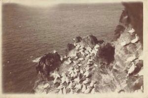 Fa-fjólublátt (51).jpg