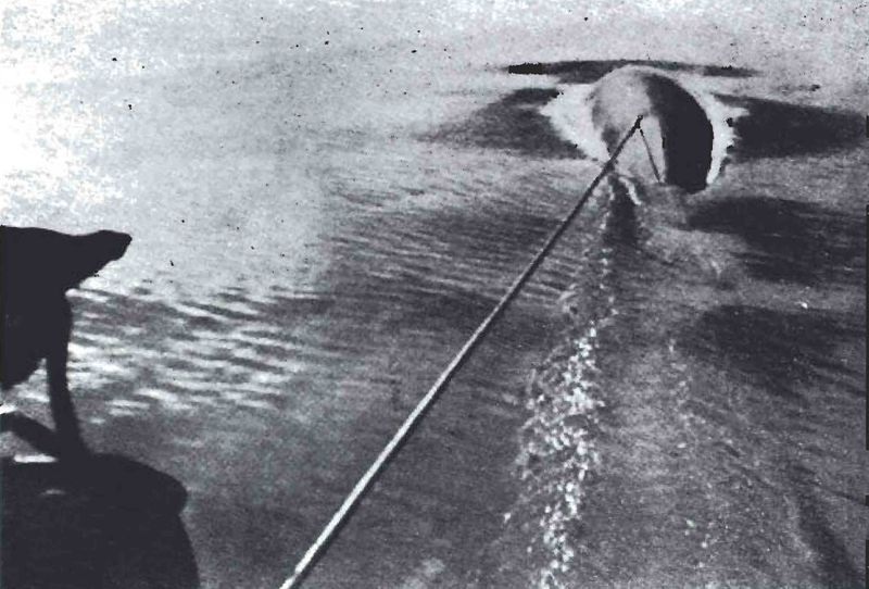 Mynd:Skotið hefur heppnast Sdbl. 1991.jpg