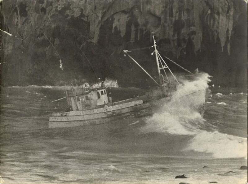 Mynd:Kopurve alliribatanamagnus.jpg