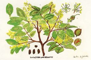 Copaifera Langesdorfii.JPG